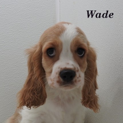 puppy, for, sale, Cockilear, Joe & Cherri  Overlease, dog, breeder, Miller, MO, dog-breeder, puppy-for-sale, forsale, nearby, find, puppyfind, locator, puppylocator, aca